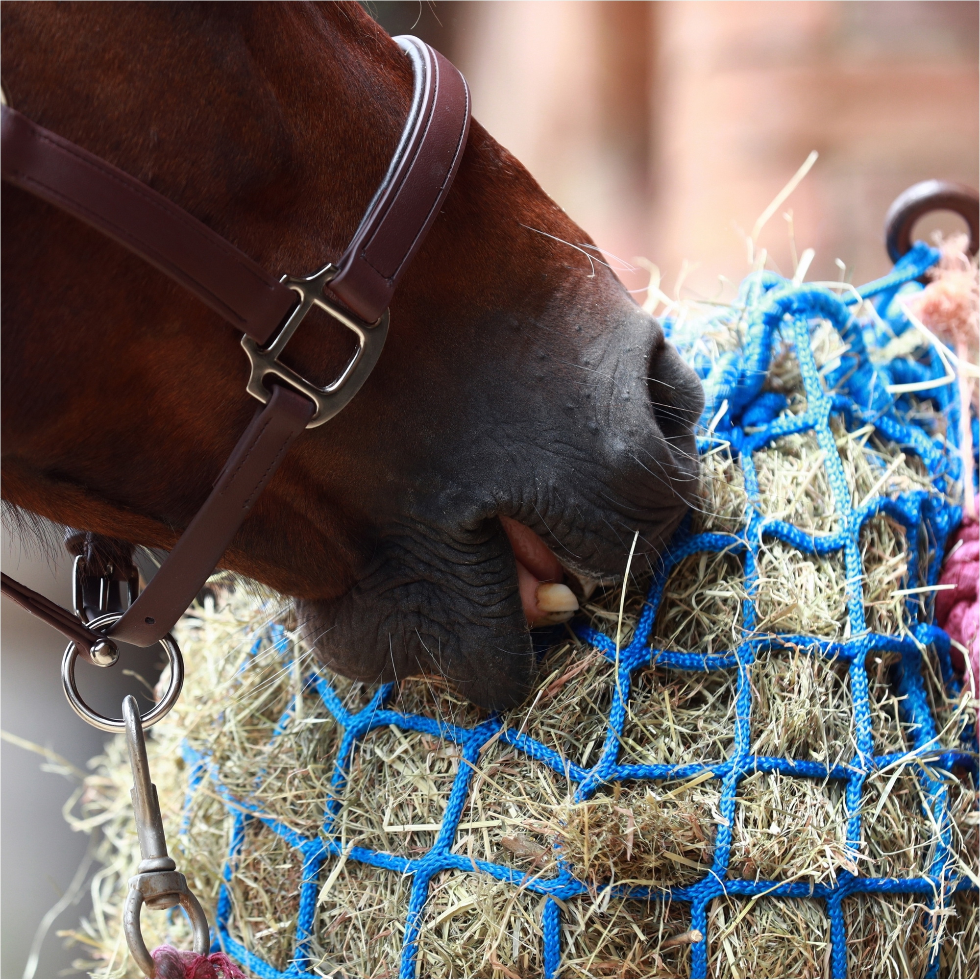 Equilibrium PortionPacer Large Holed Haynet (6cm) Safety Feeder EQB1697 - Blue